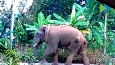wayanadu elephant